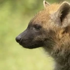 Close-up image of a spotted hyena in Ethiopia, Africa.