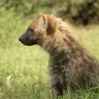 A side profile of a spotted hyena.