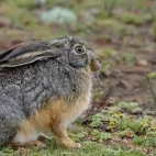 Stark's hare in Bale Mountains National Park.