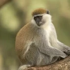 Vervet monkey sat in a tree, Ethiopia.