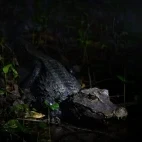 African dwarf crocodile in Gabon