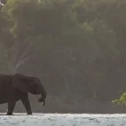 An African forest elephant in Lopé National Park, Gabon
