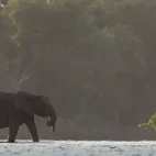 African forest elephant in water, in Gabon