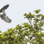 African grey parrot in flight, Lopé National Park, Gabon