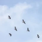 African grey parrots in flight, Gabon