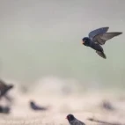 African river martin in Loango National Park, Gabon