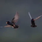 African river martin in Gabon