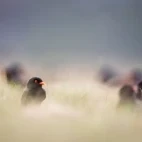 African river martins in Gabon