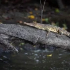 African slender-snouted crocodile in Gabon