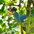 Great blue turaco in Lopé National Park, Gabon