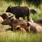 Herd of forest buffalo in Gabon