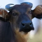 Forest buffalo in Gabon.