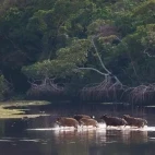 Forest buffalo crossing a river, Gabon.