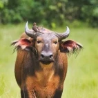 Forest buffalo in Gabon