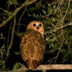 Pel's fishing owl in Gabon