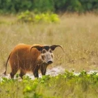 Red river hog in Gabon