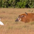 Red river hog in Loango National Park, Gabon