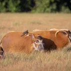 Red river hogs in Lopé National Park, Gabon