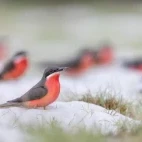 Rosy bee-eater in Gabon