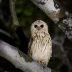 Vermiculated fish owl in Loango National Park, Gabon