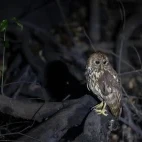 Vermiculated fish owl in Gabon