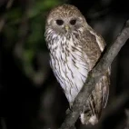 Vermiculated fish owl in Gabon