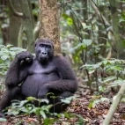Western lowland gorilla in Gabon