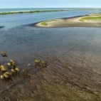 Aerial view of buffalo in Loango National Park, Gabon.