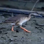 African finfoot in Gabon
