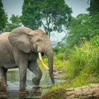 African forest elephant in Gabon