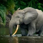 African forest elephant in Gabon