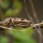 African rock python in Gabon