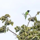 Black-headed bee-eater in Gabon