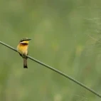 Blue-breasted bee-eater in Gabon