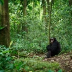 Chimpanzee in Gabon