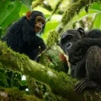 Chimpanzees in Gabon