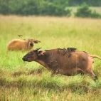Forest buffalo with oxpecker, in Lopé National Park, Gabon