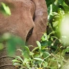 African forest elephant in Gabon