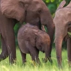 A forest elephant family in Gabon.