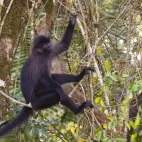 Grey-cheeked mangabey in Gabon