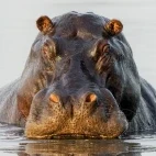 Hippopotamus in Gabon