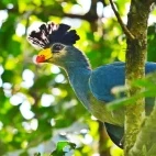 Great blue turaco in Kibale Forest, Gabon