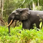 Forest elephant in Loango National Park, Gabon