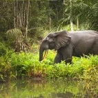 Forest elephant in Gabon