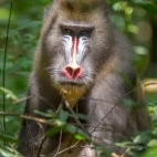 Mandrill in Gabon
