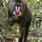 A mandrill in Gabon