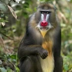 Mandrill in Gabon
