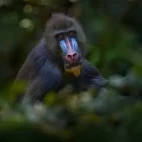 Mandrill in Gabon