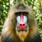 Portrait of a mandrill in Gabon