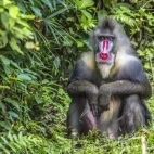 Mandrill sitting, in Gabon